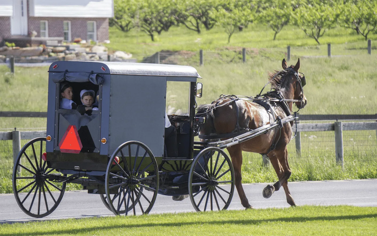Historia Zulmy i Fabiana: od podróży po mieście wozem konnym do posiadania własnej śmieciarki.