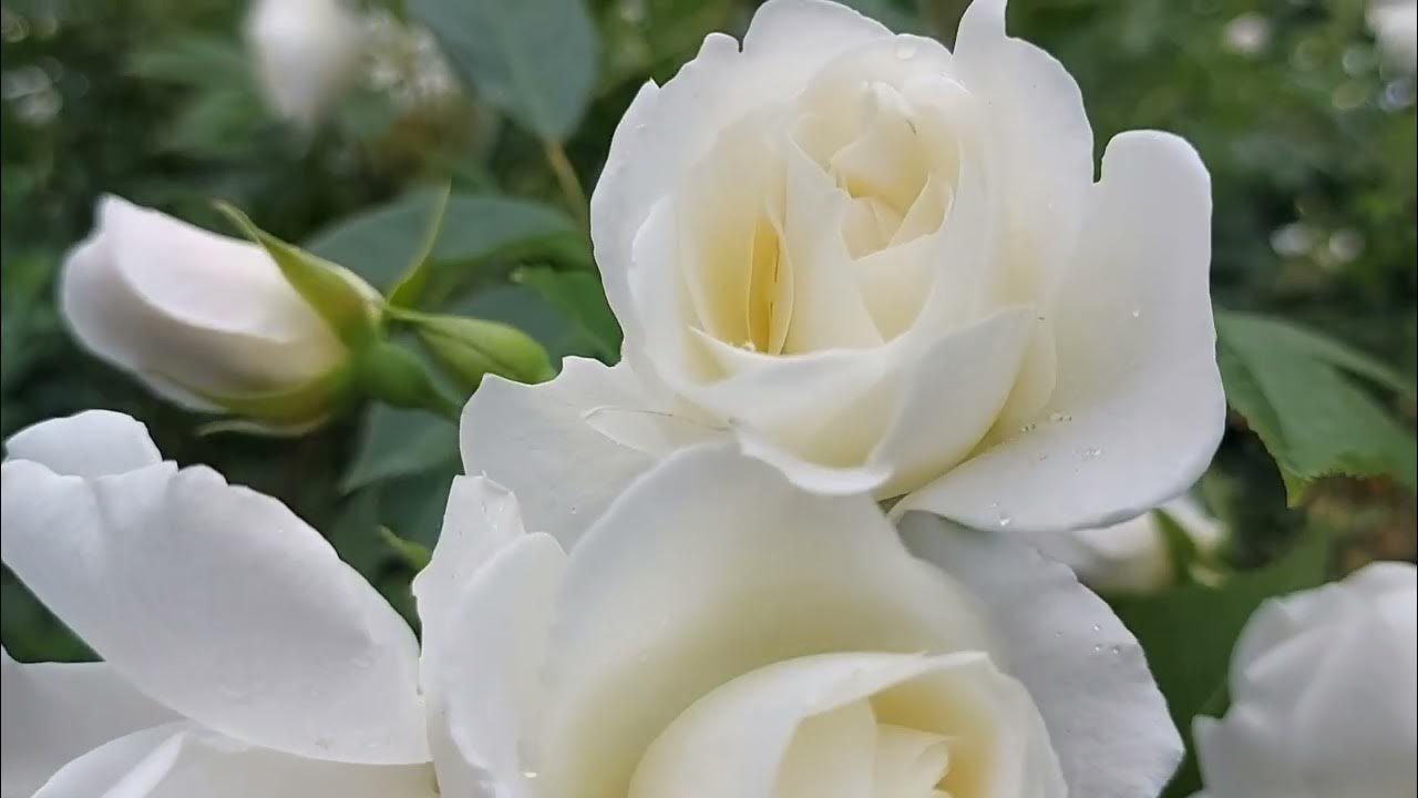 Najpopularniejsza roślina pnąca: kwitnie przez cały rok i szybko rośnie.