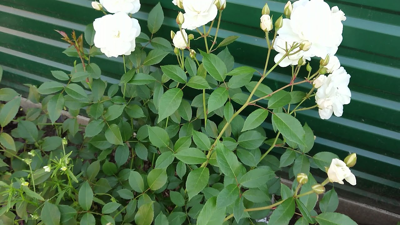 Najpopularniejsza roślina pnąca: kwitnie przez cały rok i szybko rośnie.