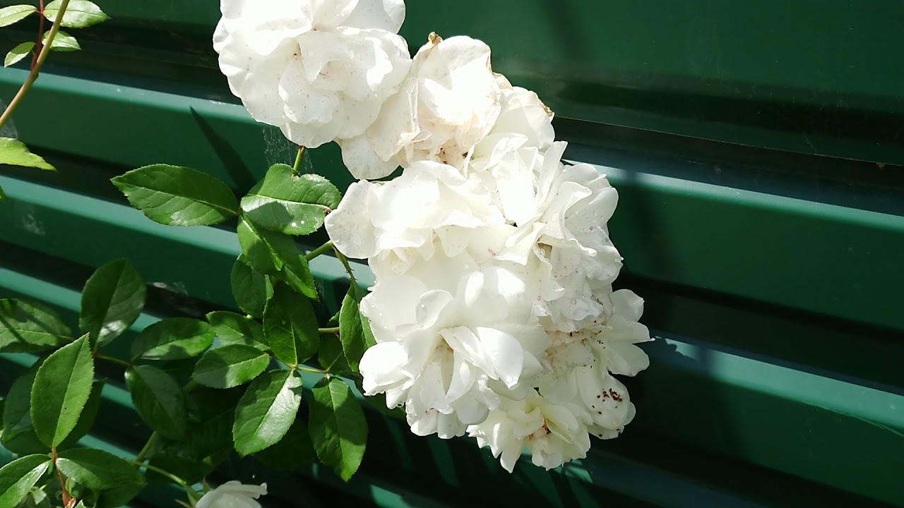 Najpopularniejsza roślina pnąca: kwitnie przez cały rok i szybko rośnie.