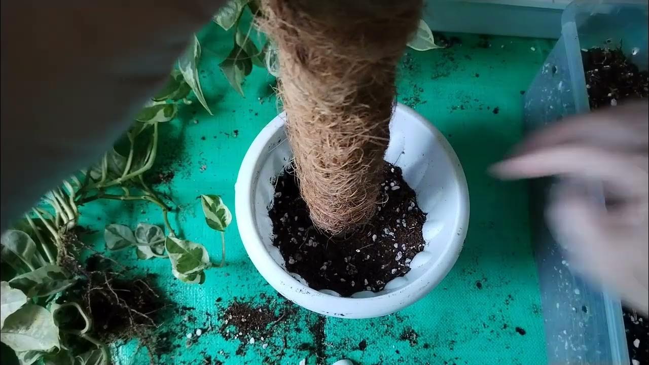 Sadzenie nieprzetworzonego ryżu w glebie zawierającej scindapsus: jakie są zalety i do czego się to stosuje?