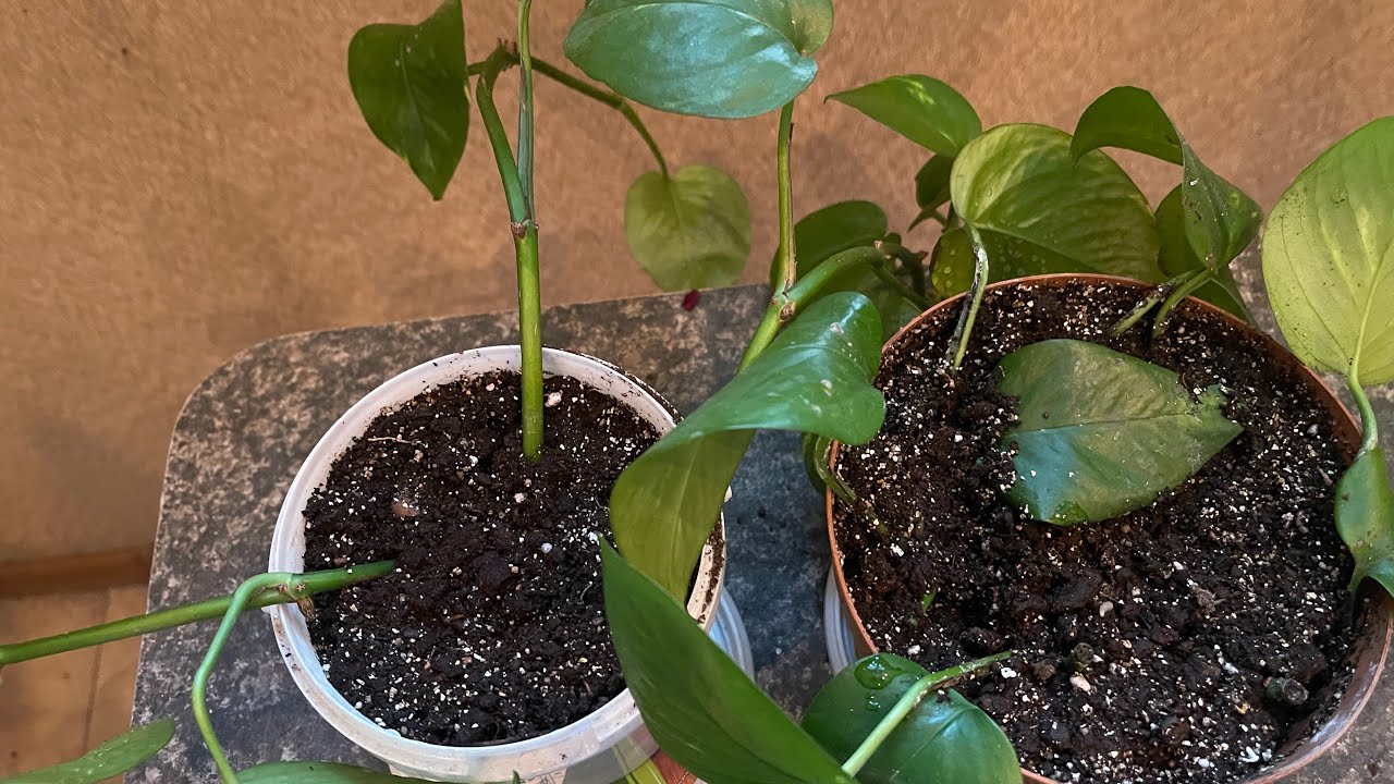 Sadzenie nieprzetworzonego ryżu w glebie zawierającej scindapsus: jakie są zalety i do czego się to stosuje?