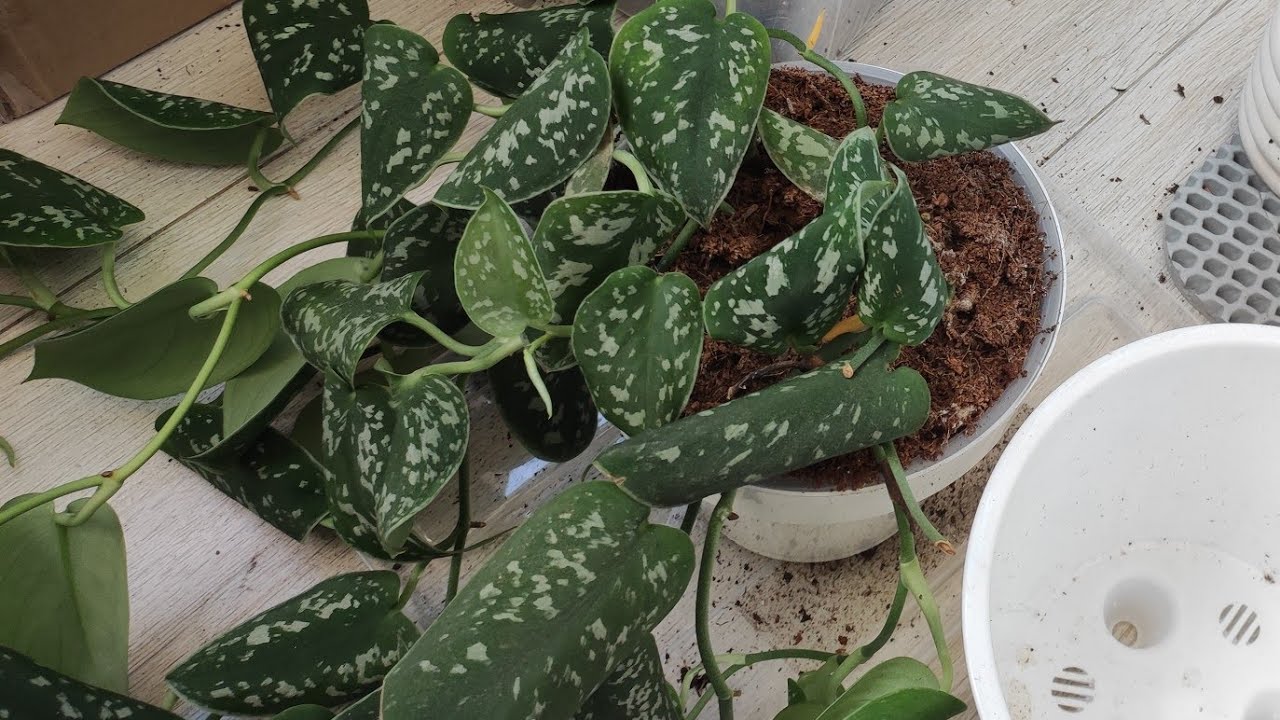 Sadzenie nieprzetworzonego ryżu w glebie zawierającej scindapsus: jakie są zalety i do czego się to stosuje?