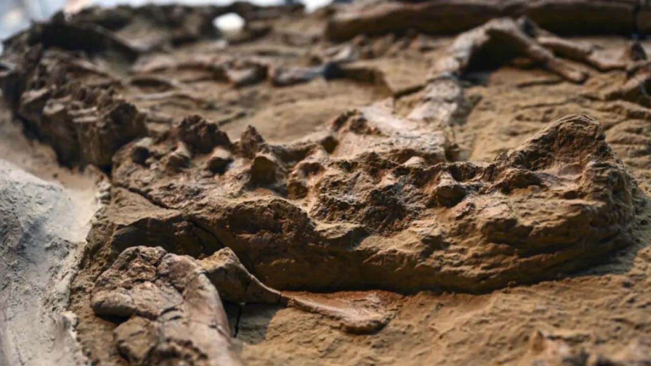 Naukowcy z Wyoming odkryli szczątki płaza sprzed 230 milionów lat, który przetrwał, zakopując się w błocie na kilka miesięcy.