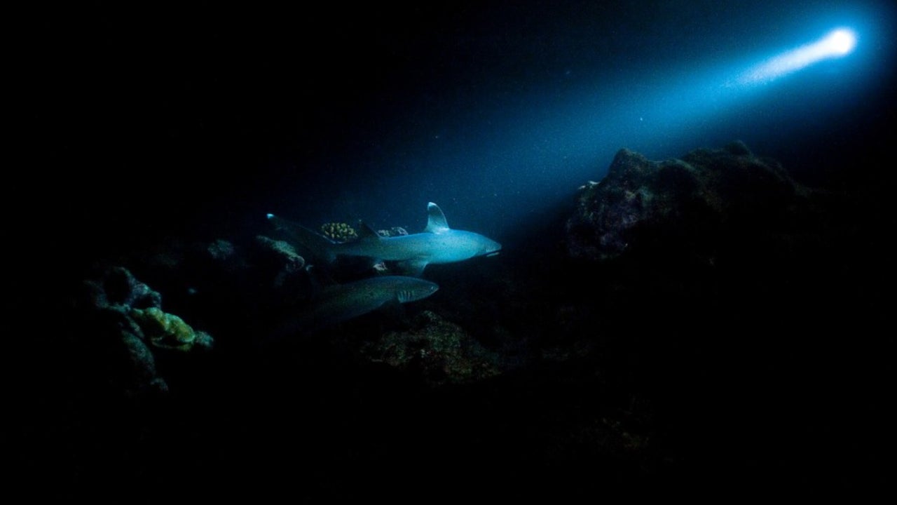 Naukowcy badają dno oceanu w poszukiwaniu „ciemnego tlenu”: czym on jest i jak powstaje.