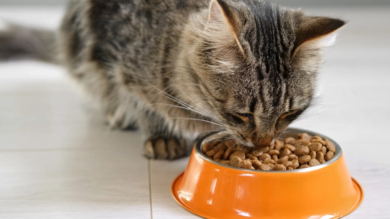 Według ekspertów, cztery kluczowe składniki, które powinny znajdować się w karmie dla Twojego zwierzaka.