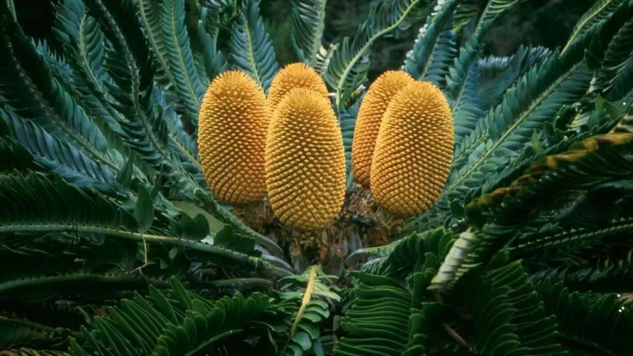 Badania rośliny liczącej 400 milionów lat wykazały istnienie unikalnego rodzaju wody, którego nie można sklasyfikować zgodnie z istniejącymi klasyfikacjami.