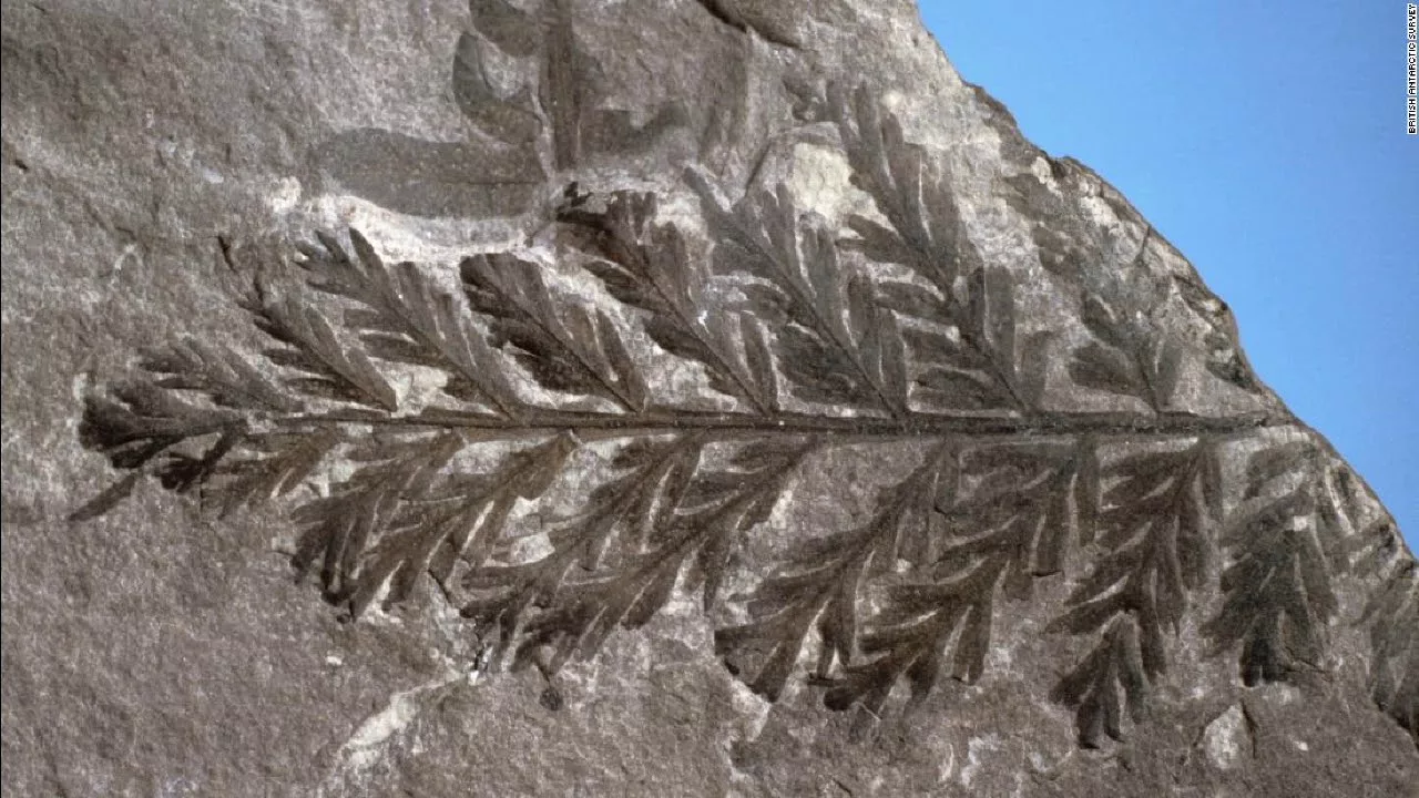 Niezwykłe odkrycie: bursztyn potwierdza, że 90 milionów lat temu na Antarktydzie były lasy.