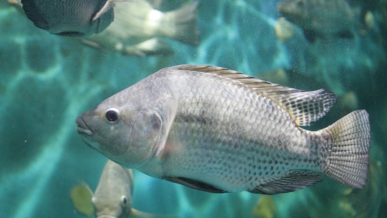 Kraj ten zbudował 100-kilometrową rzekę, której źródło znajduje się w oczyszczalni ścieków, i stworzył nowe ekosystemy.