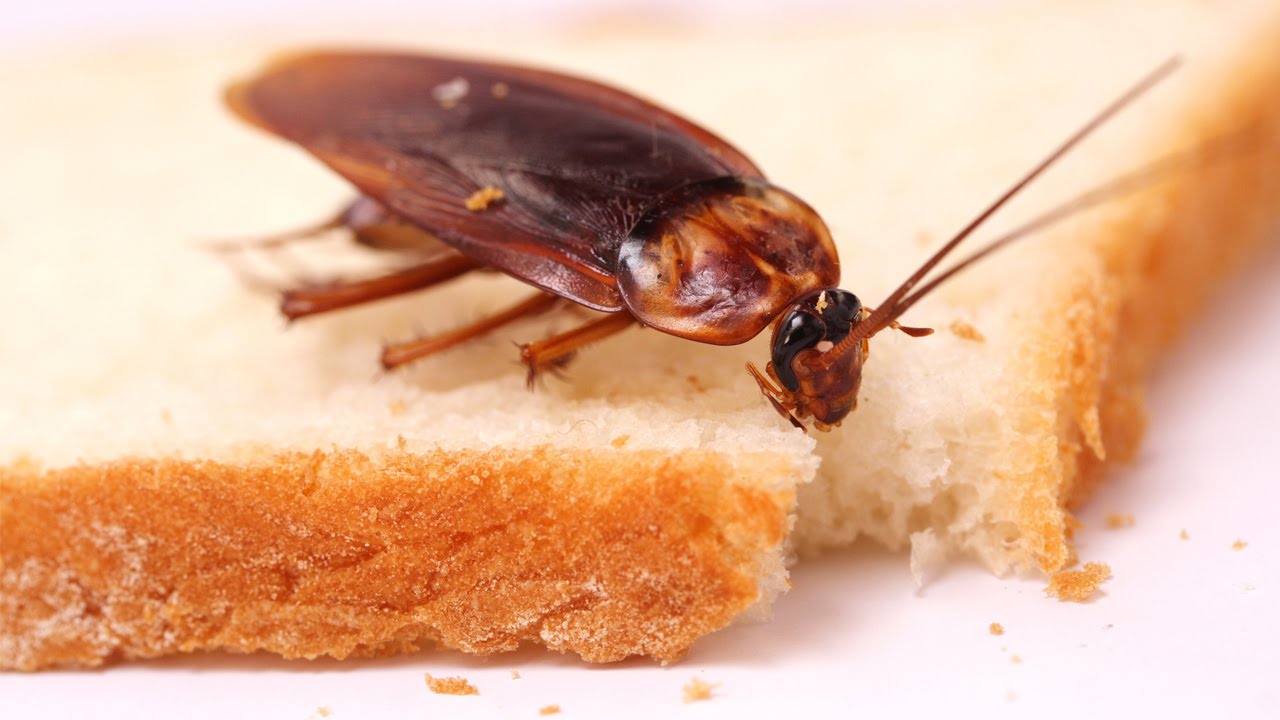 Karaluchy znikną na zawsze: naturalna mieszanka, która odstrasza je bez użycia trucizn i chemikaliów.