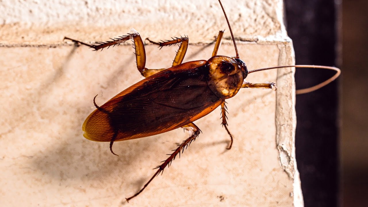 Karaluchy znikną na zawsze: naturalna mieszanka, która odstrasza je bez użycia trucizn i chemikaliów.