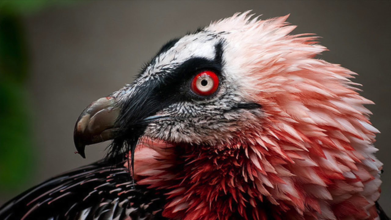 Szok w zoologii: pierwsze młode chronionego zwierzęcia urodziło się na wolności po 100 latach.