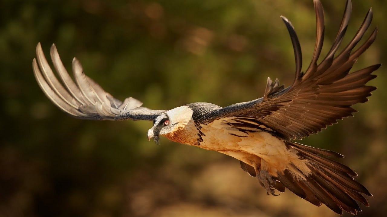 Szok w zoologii: pierwsze młode chronionego zwierzęcia urodziło się na wolności po 100 latach.