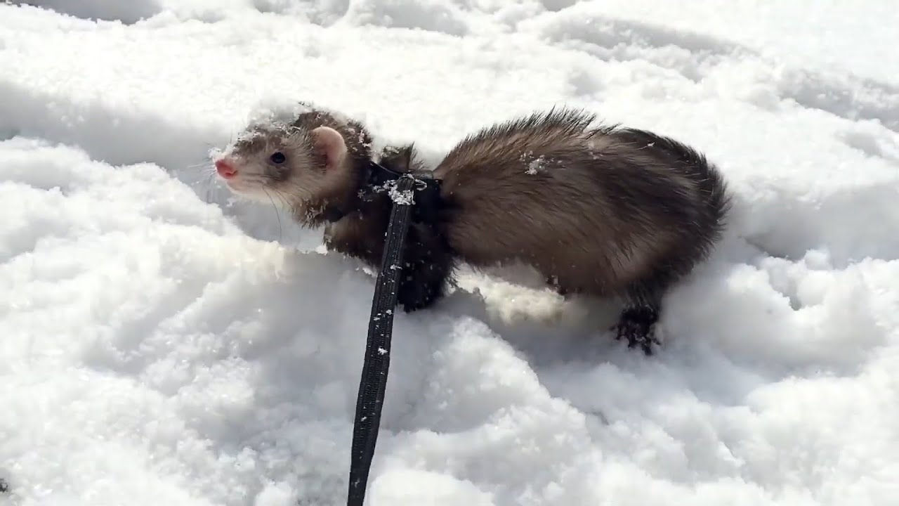Lepsze niż roboty: niesamowite zwierzęta, które wykonują zadania, których nie da się jeszcze rozwiązać za pomocą technologii.