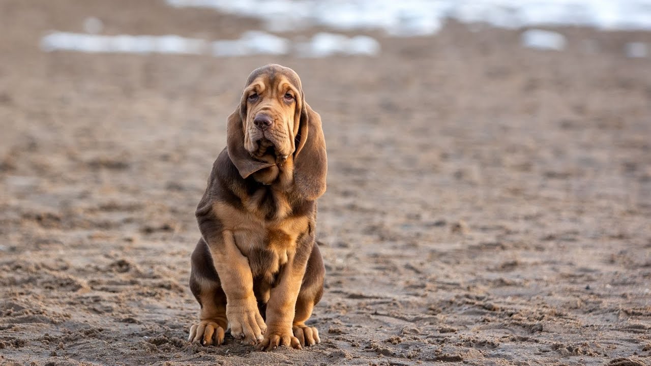 Lepsze niż roboty: niesamowite zwierzęta, które wykonują zadania, których nie da się jeszcze rozwiązać za pomocą technologii.