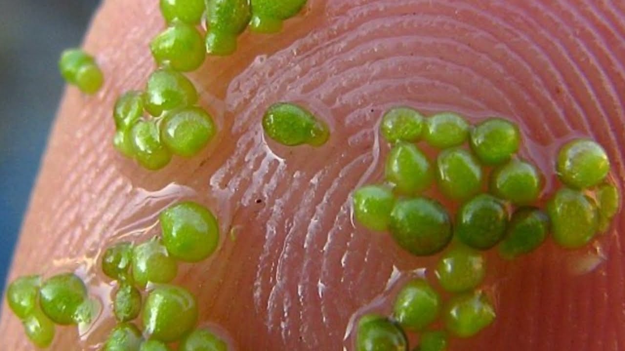 Wyglądem przypomina glony lub sinice, ale w rzeczywistości jest to najmniejszy kwiat na świecie, którego rozmiar wynosi mniej niż milimetr.