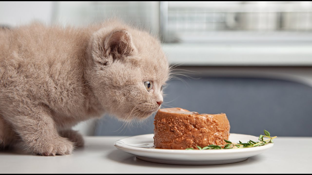 Według ekspertów, cztery kluczowe składniki, które powinny znajdować się w karmie dla Twojego zwierzaka.