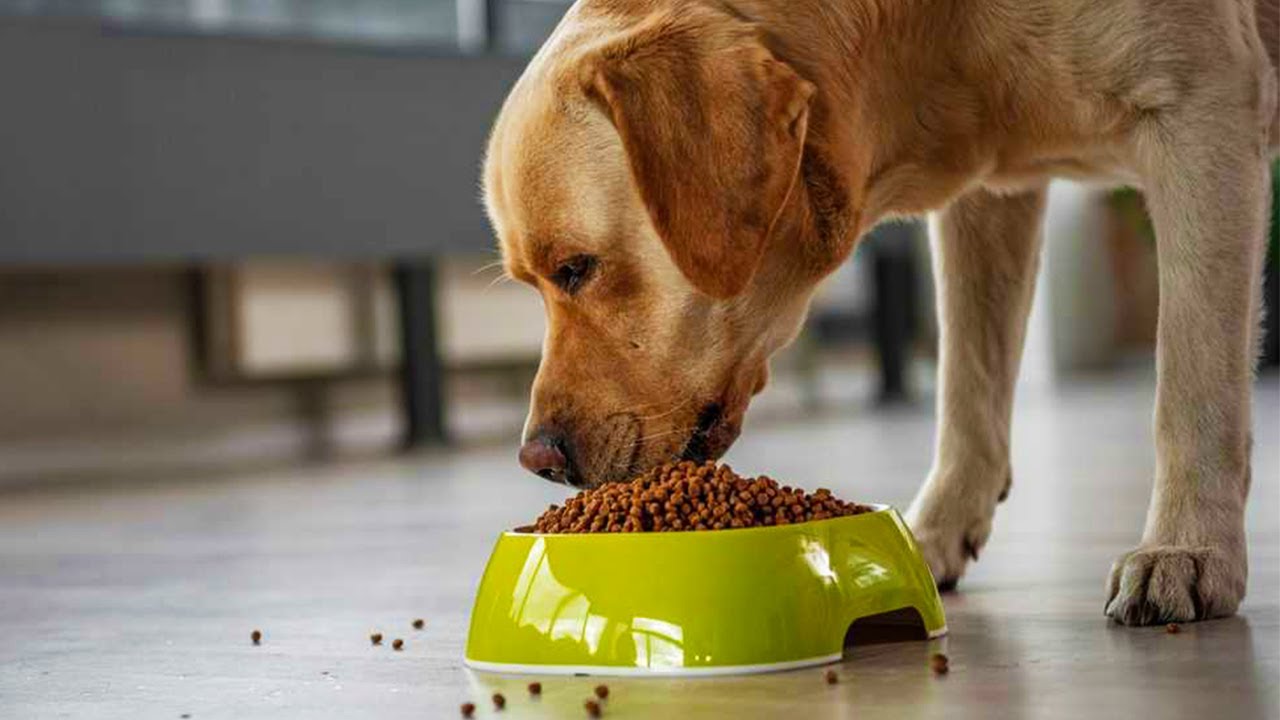 Według ekspertów, cztery kluczowe składniki, które powinny znajdować się w karmie dla Twojego zwierzaka.